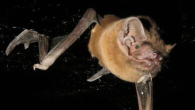 Noctule الخفافيش في الطيران
