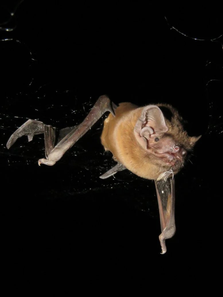 حل اللغز بعد 25 عامًا: كيف يصطاد أكبر خفاش في أوروبا الطيور مثل الطائرة المقاتلة 3 Noctule الخفافيش في الطيران