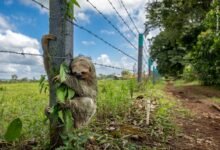 Sloth clinging to post of a barbed wire fence.