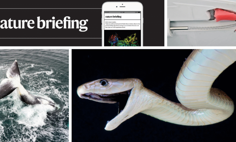 سر الحوت مقوس الرأس في العيش حتى 200 عام