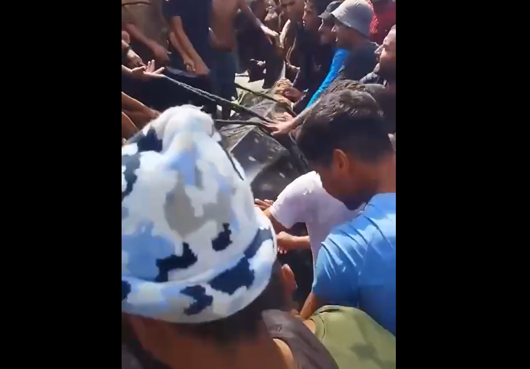 سمكة قرش حوت شوهدت قبالة سواحل إسرائيل وتم اصطيادها في قطاع غزة (فيديو) 2 سمكة قرش حوت شوهدت قبالة سواحل إسرائيل وتم اصطيادها في قطاع غزة (فيديو)