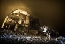 A haunting scene of a brown hyena in front of a long-abandoned building.
