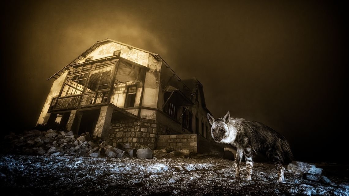 صورة مؤرقة لضبع نادر يتربص في مدينة أشباح تفوز بجائزة مصور الحياة البرية لعام 2025 8 A haunting scene of a brown hyena in front of a long-abandoned building.