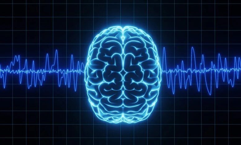 علماء جامعة ييل يحلون لغز موجة الدماغ منذ قرن من الزمان 1 موجات تذبذبات الدماغ