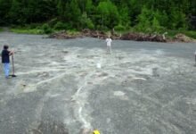 Three researchers stand in a quarry where the remains of ancient trees are buried.