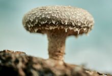 قام العلماء ببناء ذاكرة كمبيوتر عاملة من فطر شيتاكي: ScienceAlert