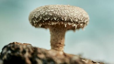 قام العلماء ببناء ذاكرة كمبيوتر عاملة من فطر شيتاكي: ScienceAlert 6 قام العلماء ببناء ذاكرة كمبيوتر عاملة من فطر شيتاكي: ScienceAlert