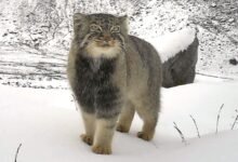 First Photographic Evidence of the 'Pallas's cat above 4992 masl