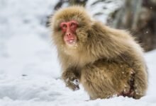 Japanese macaque sitting in the snow.