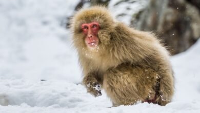 Japanese macaque sitting in the snow.