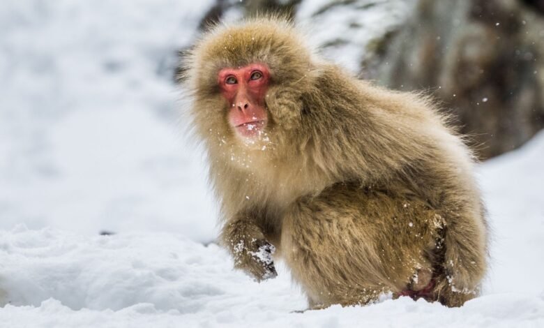 لقد تطورت الرئيسيات المبكرة على الأرض في البرد، وليس في المناطق الاستوائية 1 Japanese macaque sitting in the snow.