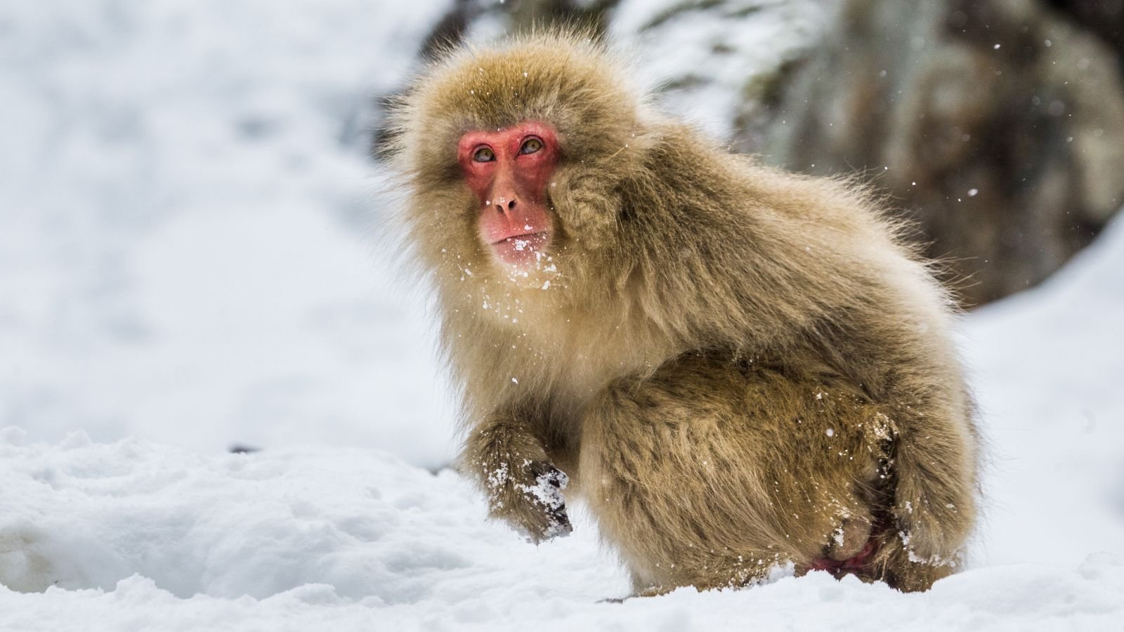 لقد تطورت الرئيسيات المبكرة على الأرض في البرد، وليس في المناطق الاستوائية 3 Japanese macaque sitting in the snow.