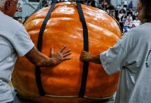 Handlers guide a giant pumpkin onto the scale during the All New England Giant Pumpkin Weigh-Off at the Topsfield Fair on October 4, 2025.