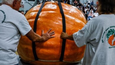 لماذا يمكن أن ينمو اليقطين بشكل كبير جدًا، لكن التوت الأزرق لا يستطيع ذلك؟ 3 Handlers guide a giant pumpkin onto the scale during the All New England Giant Pumpkin Weigh-Off at the Topsfield Fair on October 4, 2025.