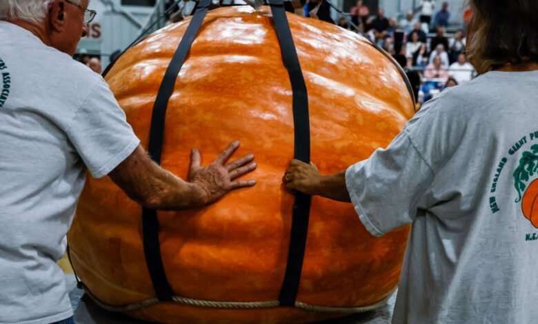 لماذا يمكن أن ينمو اليقطين بشكل كبير جدًا، لكن التوت الأزرق لا يستطيع ذلك؟ 1 Handlers guide a giant pumpkin onto the scale during the All New England Giant Pumpkin Weigh-Off at the Topsfield Fair on October 4, 2025.