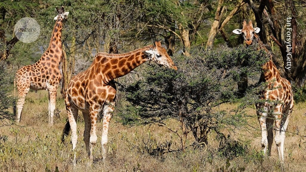 ما الذي تكشفه تدفقات الطاقة المتغيرة عن النظم البيئية في أفريقيا؟