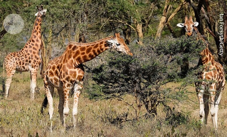 ما الذي تكشفه تدفقات الطاقة المتغيرة عن النظم البيئية في أفريقيا؟