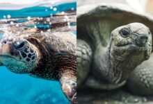 A two-paneled image showing a turtle on the left and a tortoise on the right