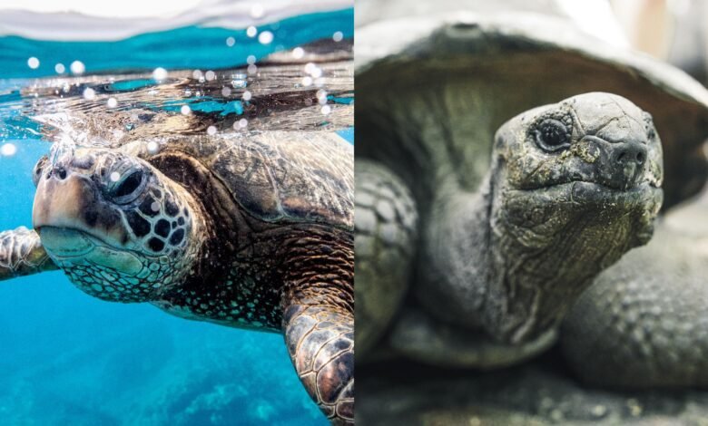 ما الفرق بين السلحفاة والسلحفاة؟ 1 A two-paneled image showing a turtle on the left and a tortoise on the right