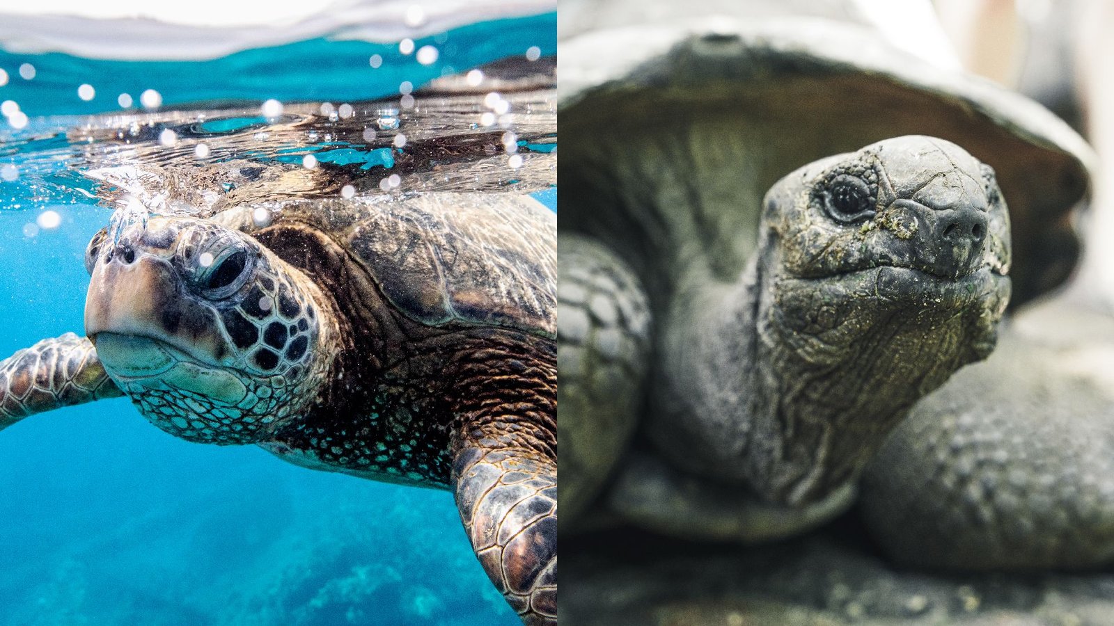 ما الفرق بين السلحفاة والسلحفاة؟ 6 A two-paneled image showing a turtle on the left and a tortoise on the right