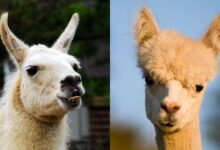 a split image showing a llama and an alpaca