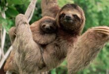 a three-toed sloth with its baby on a branch