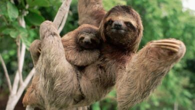 a three-toed sloth with its baby on a branch