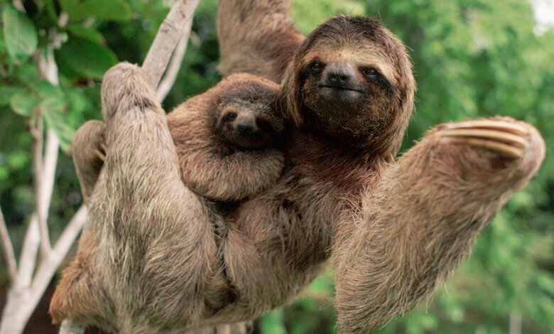 ما هو أبطأ حيوان في العالم؟ 1 a three-toed sloth with its baby on a branch