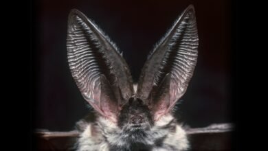 a close-up of a bat with large ears