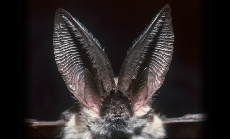 a close-up of a bat with large ears