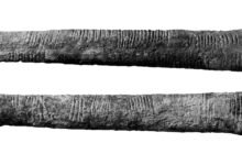 a black and white photo of a bone with parallel marks on it
