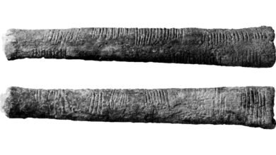 a black and white photo of a bone with parallel marks on it