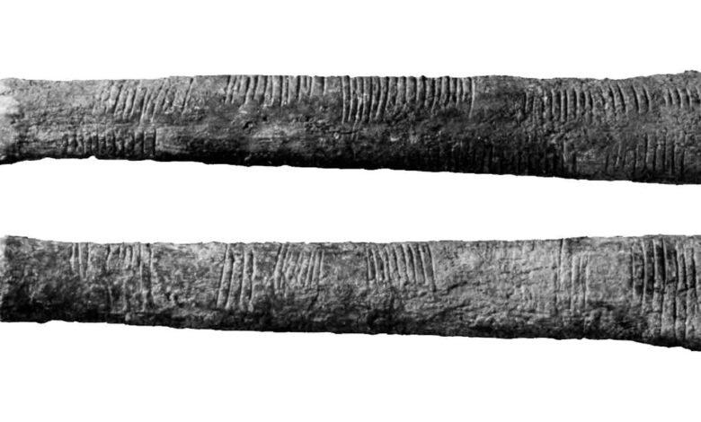 متى اخترعت الرياضيات؟ | العلوم الحية 1 a black and white photo of a bone with parallel marks on it