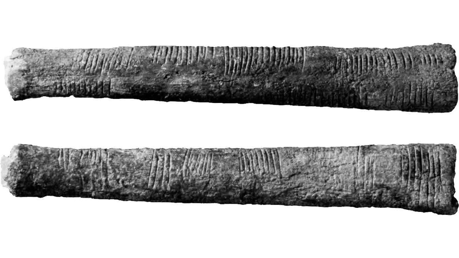 متى اخترعت الرياضيات؟ | العلوم الحية 3 a black and white photo of a bone with parallel marks on it