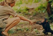 Jane Goodall and the infant chimpanzee Flint in Gombe, Tanzania. Flint, the first chimpanzee infant born after Jane's arrival, offered her a rare opportunity to study the animals' development, although physical contact with wild chimpanzees is no longer considered ethical.