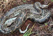 Burmese python after vomiting up the deer.