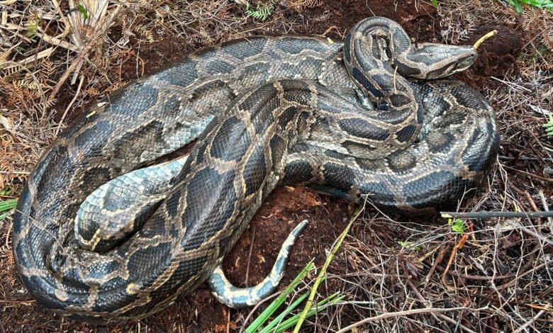 موجة البرد في فلوريدا جعلت الثعبان البورمي يتقيأ غزالاً كاملاً 1 Burmese python after vomiting up the deer.