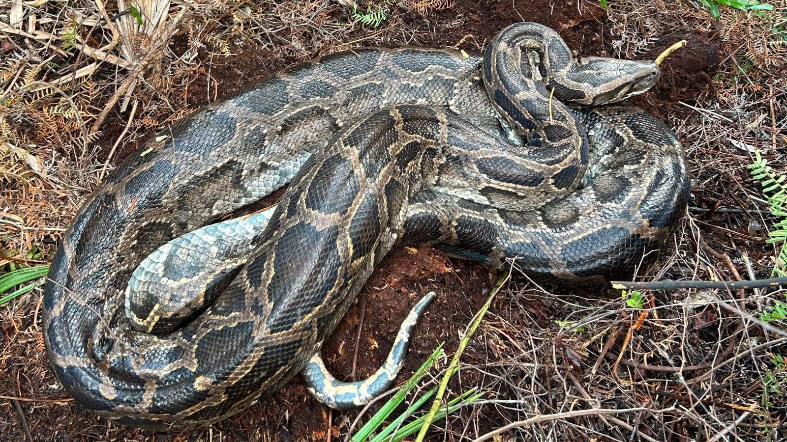 موجة البرد في فلوريدا جعلت الثعبان البورمي يتقيأ غزالاً كاملاً 5 Burmese python after vomiting up the deer.