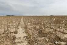 جفاف مزارع القطن