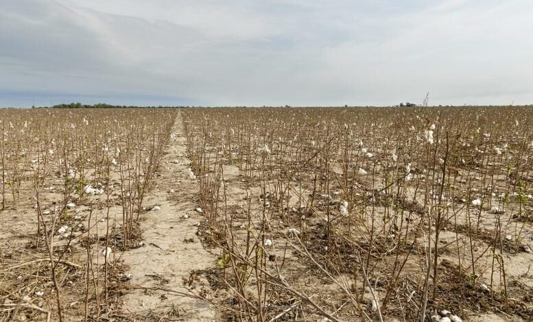 هذا الفيروس المدمر كامن في الحقول الأمريكية منذ ما يقرب من 20 عامًا ولم يتم اكتشافه 1 جفاف مزارع القطن