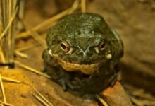 a photo of a Colorado River toad on the ground next to some reeds