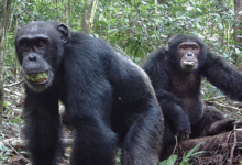 Two Taï chimpanzees in Côte d'Ivoire with fruit in their mouths.