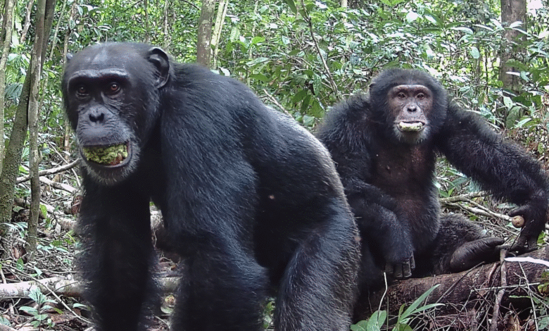 يأكل الشمبانزي الفاكهة المليئة بالكحول، لكن لا، لا يسكر 1 Two Taï chimpanzees in Côte d'Ivoire with fruit in their mouths.