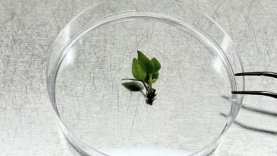 "يجب أن يحدث هذا بسرعة": يتسابق العلماء للحفاظ على شجرة مهددة بالانقراض بالتبريد قبل أن تنقرض