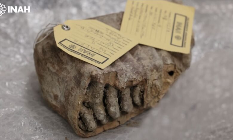 يكشف الحمض النووي القديم لحيوانات الماموث المكسيكية عن ألغاز وراثية غير متوقعة وغير مفسرة 1 Mammoth molar tagged.