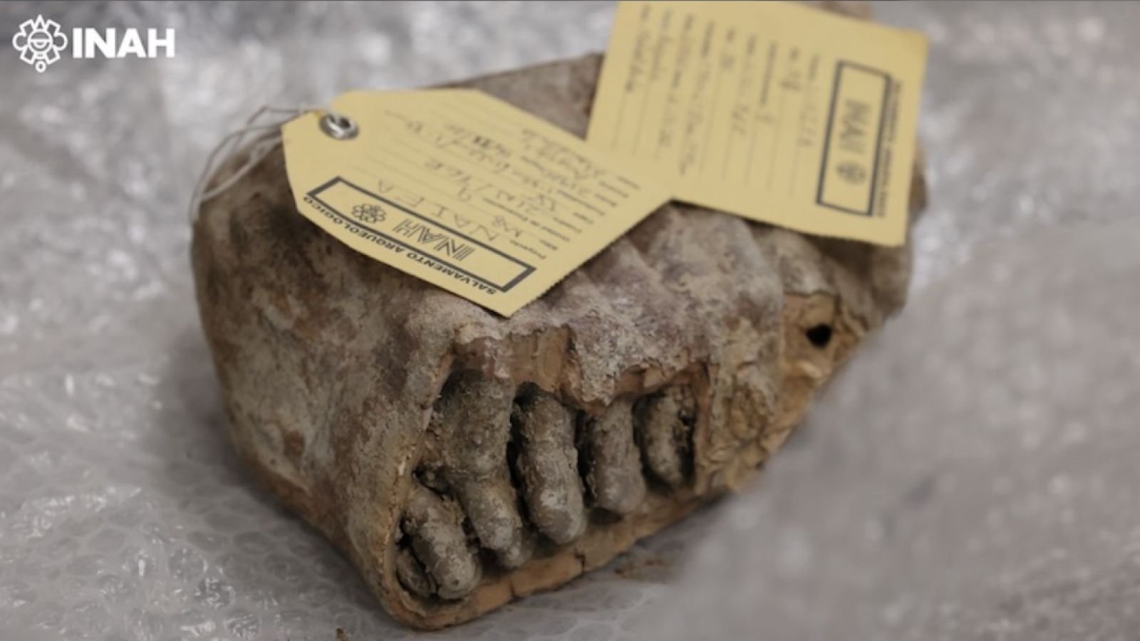 يكشف الحمض النووي القديم لحيوانات الماموث المكسيكية عن ألغاز وراثية غير متوقعة وغير مفسرة 3 Mammoth molar tagged.