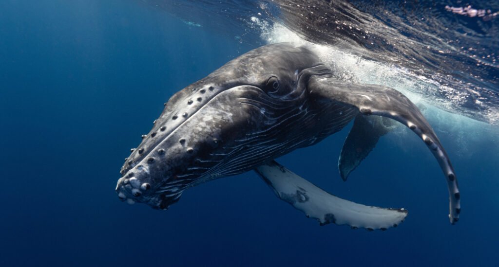 يمكن أن يكون الحوت مقوس الرأس طويل العمر عاملاً أساسيًا في إطالة عمر الإنسان