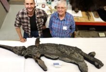 Two researchers pose next to a large fossil of a marine reptile with a pointed snout