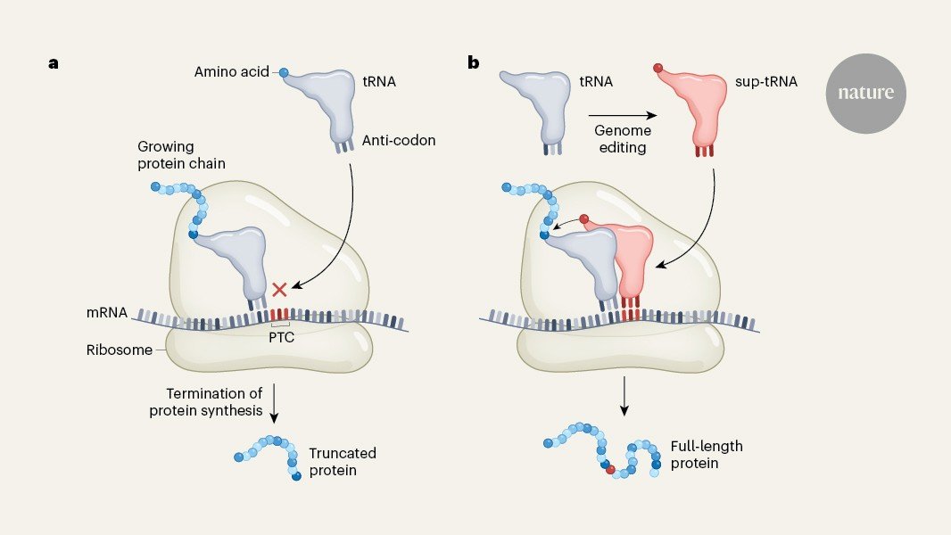 أوقفوا هذا الهراء: تحرير الجينوم يخلق RNAs الناقل العلاجي المحتمل
