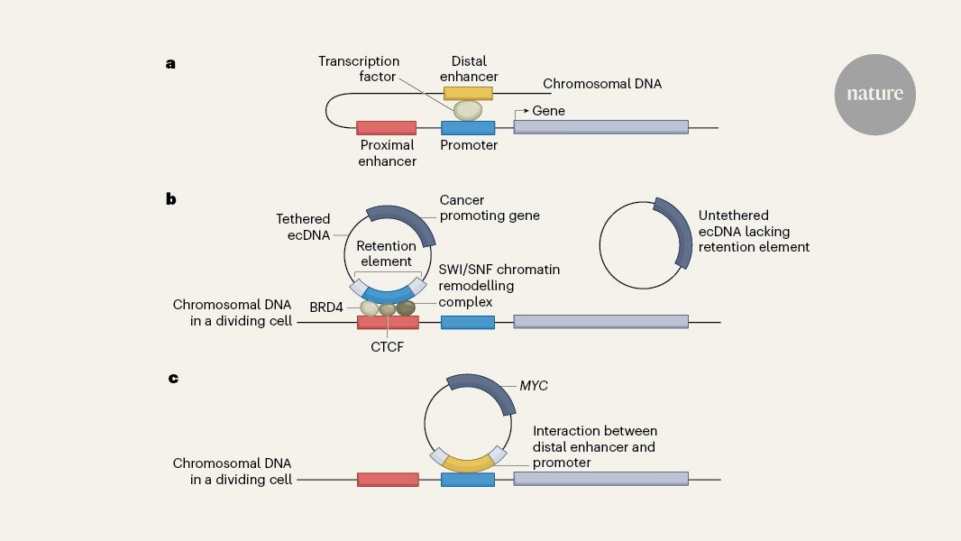 الحمض النووي الدائري لديه تذكرة لركوب الكروموسومات